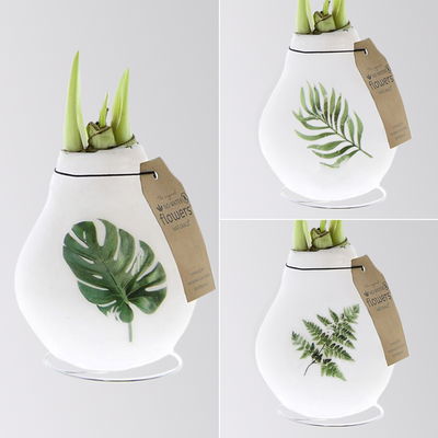 Amaryllis in Wachs, Dekor 'Naturalz', Muster zufällig, Blüte weiß Amaryllis in Wachs, Dekor 'Naturalz', Muster zufällig, Blüte weiß