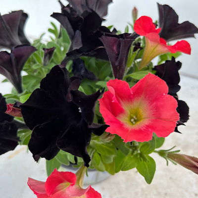 Petunien 'Duo' schwarz & lachs, hängend, Topf-Ø 14 cm, 4 Pflanzen