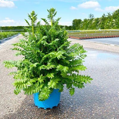 Jakobsleiter blau, Topf 3 Liter Jakobsleiter blau, Topf 3 Liter