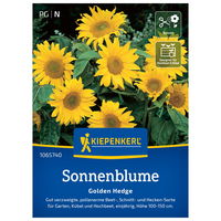 Blumensamen, Sonnenblume 'Golden Hedge', gelb
