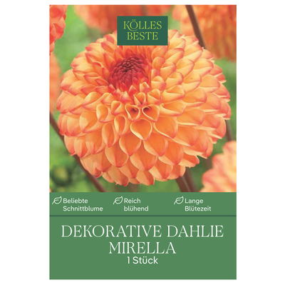 Kölles Beste Blumenknolle, Dekorative Dahlie 'Mirella'