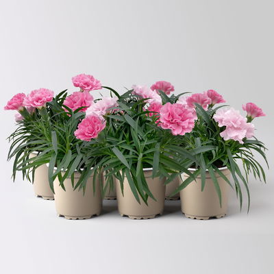 Nelke 'I Love U', Mini, pink-rosa-weiß, Topf-Ø 7 cm, 6 Pflanzen