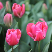 Tulpe, rosa, vorgetrieben, Topf-Ø 15 cm, 3 Pflanzen