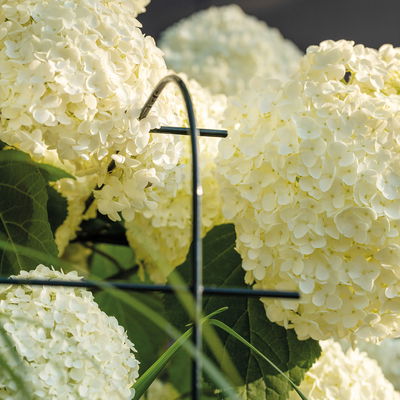 Bellissa Hortensienstütze 'ANNABELLE', 2er-Set, grün, H80 x L75 x L72 cm Bellissa Hortensienstütze 'ANNABELLE', 2er-Set, grün, H80 x L75 x L72 cm