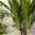 Palmlilie, Topf-Ø 21 cm, Höhe ca. 100 cm