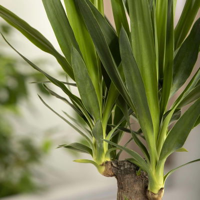 Palmlilie, Topf-Ø 17 cm, Höhe ca. 60-80 cm