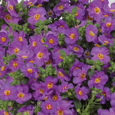 Schneeflockenblume lila, Topf-Ø 12 cm, 6er-Set