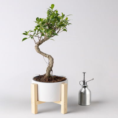 Bonsai in Schale inkl. Holzständer, Art zufällig, Topf-Ø 19cm, Höhe ca. 35 cm Bonsai in Schale inkl. Holzständer, Art zufällig, Topf-Ø 19cm, Höhe ca. 35 cm