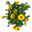 Chrysantheme 'Splash Yellow' gelb, Topf-Ø 14 cm, 4er-Set