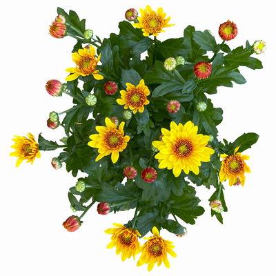 Chrysantheme 'Splash Yellow', gelb, Topf-Ø 14 cm, 4 Pflanzen Chrysantheme 'Splash Yellow', gelb, Topf-Ø 14 cm, 4 Pflanzen
