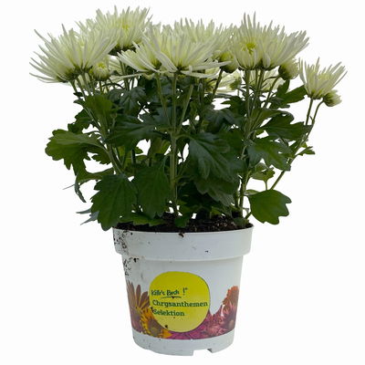 Chrysanthemen Spider Anansi™ White, spinnenblütig, Topf-Ø 14 cm, 4 Pflanzen