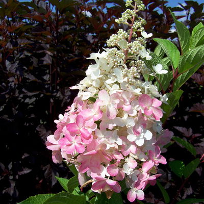 Rispenhortensie 'Pinky Winky'® DVP PinkyⓈ, 3er-Set, Höhe 40-60 cm Topf 5 l Rispenhortensie 'Pinky Winky'® DVP PinkyⓈ, 3er-Set, Höhe 40-60 cm Topf 5 l