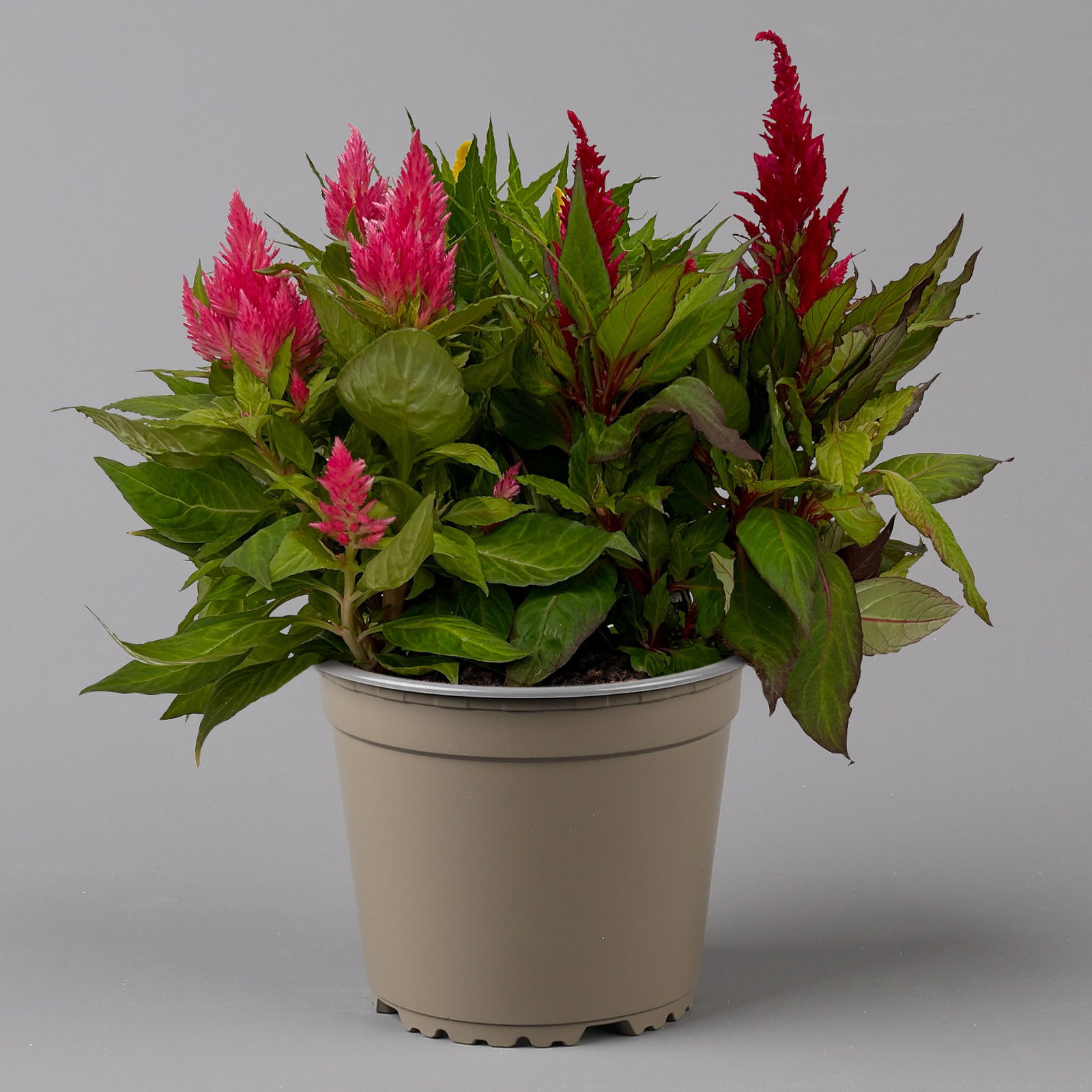Celosia 'Kelos Fire Karneval' orange-gelb-rot, Topf-Ø 20 cm