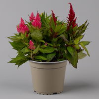 Celosia 'Kelos Fire Karneval' orange-gelb-rot, Topf-Ø 20 cm