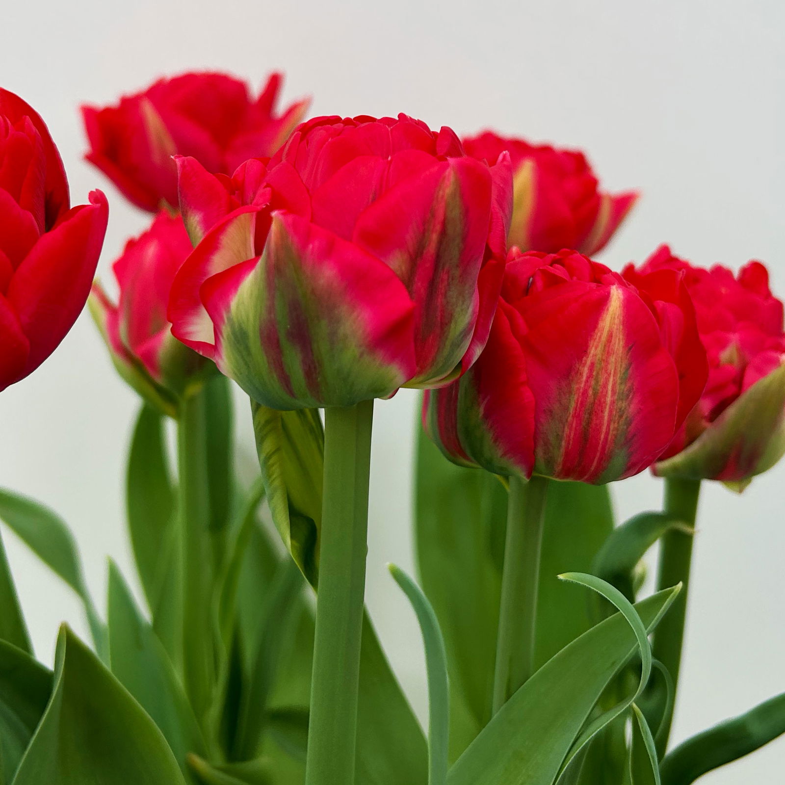 Tulpe rot, gefüllt, vorgetrieben, Topf-Ø 15 cm, 3 Pflanzen