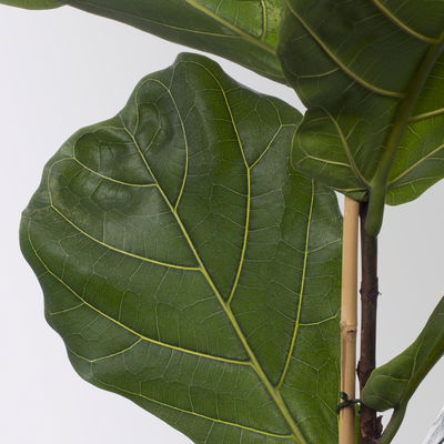 Geigenfeige, Topf-Ø 21 cm, Höhe ca. 80-100 cm Geigenfeige, Topf-Ø 21 cm, Höhe ca. 80-100 cm