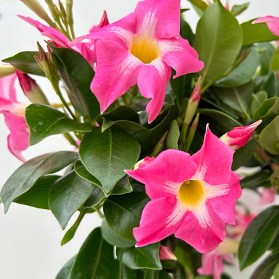 Dipladenie 'Pink Star', pink gesternt, Doppelbogen, Topf-Ø 17 cm, Höhe ca. 60 cm