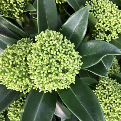 Kölle Blütenskimmie 'White Globe'® (Skimmia japonica), weiß, im 10,5 cm Topf