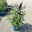 Zwerg-Sommerflieder, Buddleja davidii BUZZ™ 'Midnight'(s), schwarzblau, Topf 5 l Zwerg-Sommerflieder, Buddleja davidii BUZZ™ 'Midnight'(s), schwarzblau, Topf 5 l