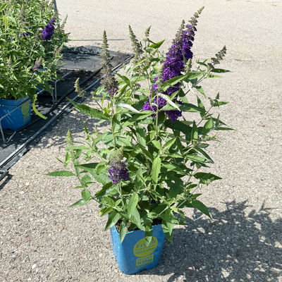 Zwerg-Sommerflieder, Buddleja davidii BUZZ™ 'Midnight'(s), schwarzblau, Topf 5 l Zwerg-Sommerflieder, Buddleja davidii BUZZ™ 'Midnight'(s), schwarzblau, Topf 5 l