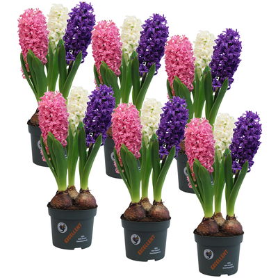 Hyazinthe 'Trio' weiß, rosa & blau, vorgetrieben, Topf-Ø 12 cm, 6 Pflanzen