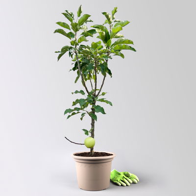 Kölle Bio Säulenapfel 'Goldcats'Ⓢ, Unterlage MM 111, Topf 10 Liter