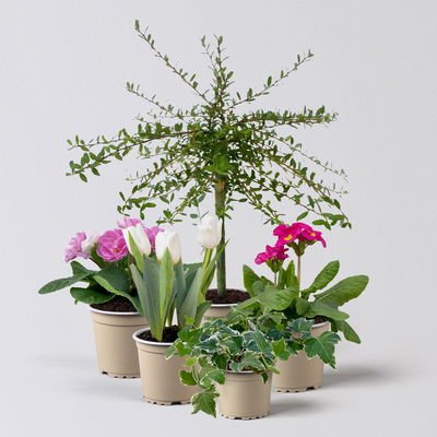 Pflanzenkreation Frühlingserwachen, 5 Pflanzen Pflanzenkreation Frühlingserwachen, 5 Pflanzen