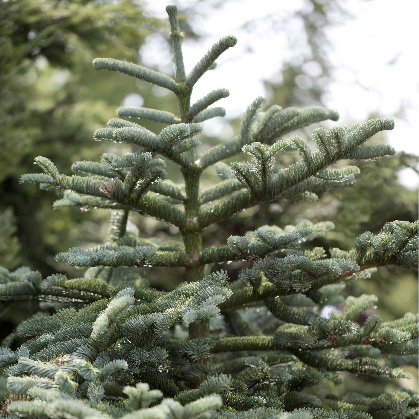 Nobilistanne, Abies procera, Höhe 100-125 cm, geschlagen