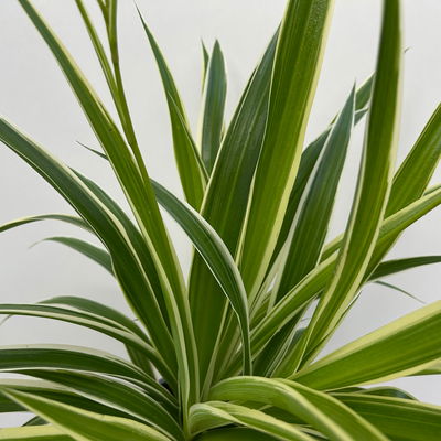 Grünlilie 'Irish', grün-weiß, Topf-Ø 12 cm, 2 Pflanzen Grünlilie 'Irish', grün-weiß, Topf-Ø 12 cm, 2 Pflanzen