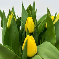 Tulpe 'Ice Lolly' gelb-rot, vorgetrieben, Topf-Ø 23 cm