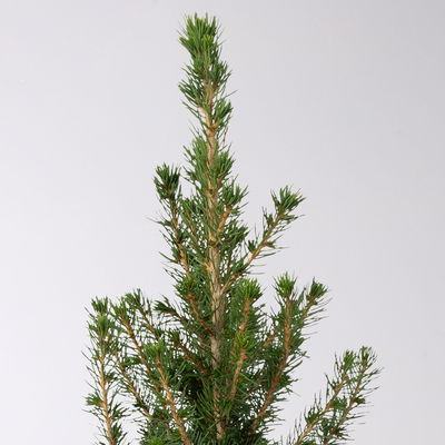 Zuckerhutfichte, Picea glauca 'Conica', Topf-Ø 9 cm, 8 Pflanzen