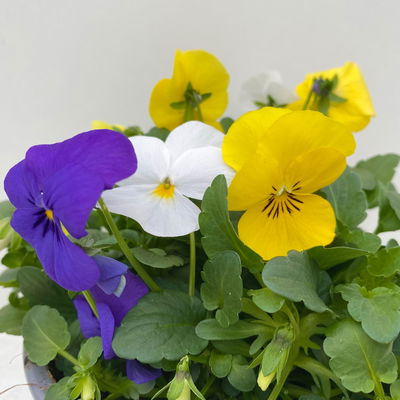 Hornveilchen 'Trio', blau-weiß-gelb, Topf -Ø 10/11 cm, 8 Pflanzen