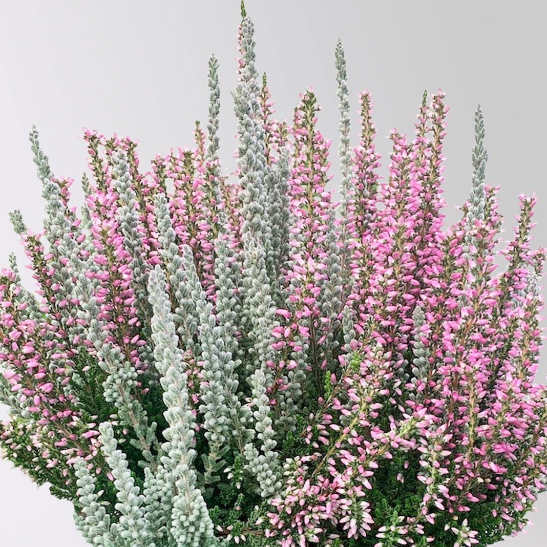 Calluna 'Lönneby' Twin, Fluffy, rosa, Topf-Ø 13 cm, 3 Pflanzen