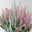 Calluna 'Lönneby' Twin, Fluffy, rosa, Topf-Ø 13 cm, 3 Pflanzen