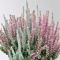Calluna 'Lönneby' Twin, Fluffy, rosa, Topf-Ø 13 cm, 3 Pflanzen