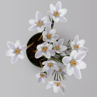 Wild Krokus 'Prins Claus', weiß, Topf-Ø 10,5 cm, 6 Pflanzen