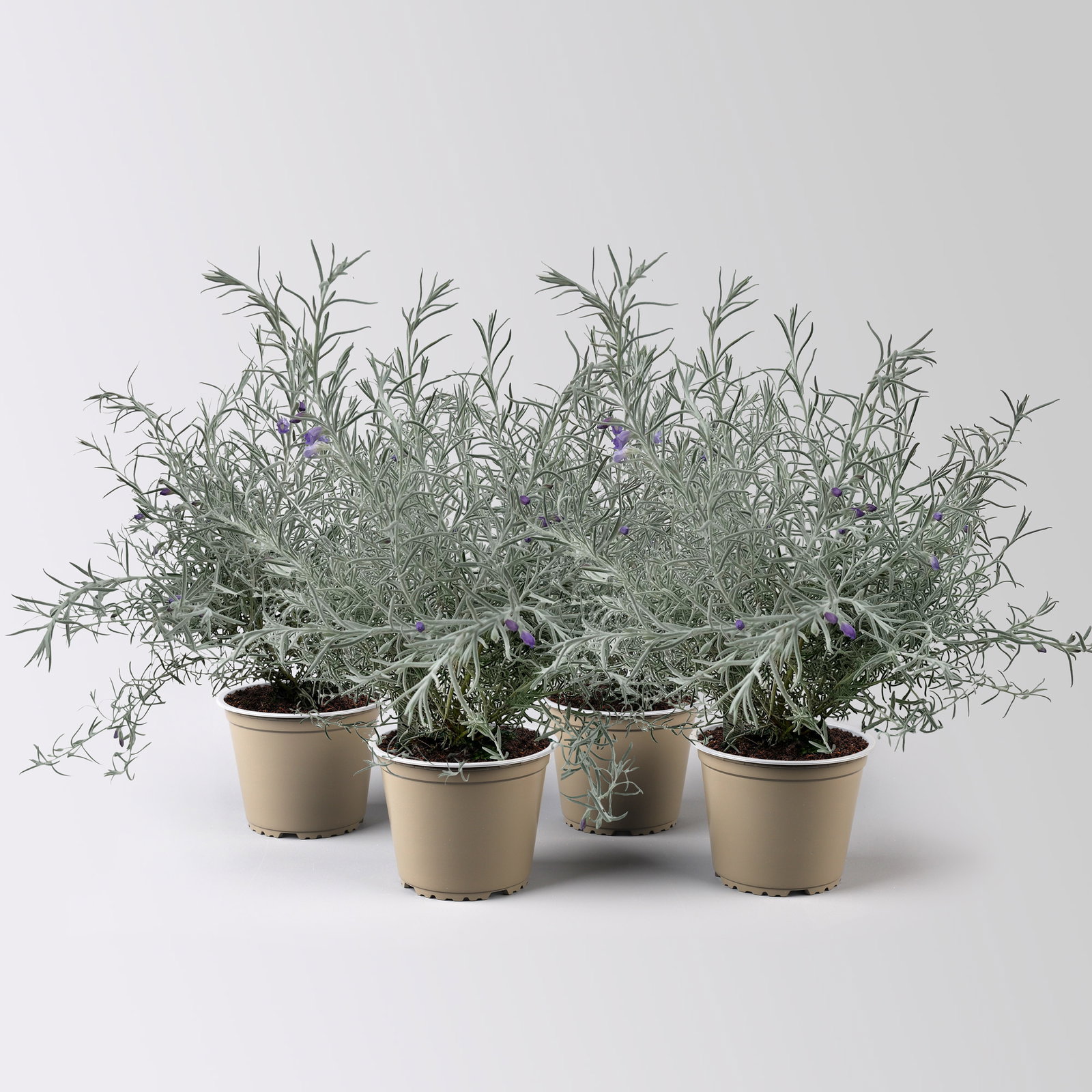 Emustrauch, lila, Topf-Ø 14 cm, 4 Pflanzen Emustrauch, lila, Topf-Ø 14 cm, 4 Pflanzen