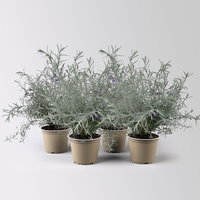 Emustrauch, lila, Topf-Ø 14 cm, 4 Pflanzen Emustrauch, lila, Topf-Ø 14 cm, 4 Pflanzen