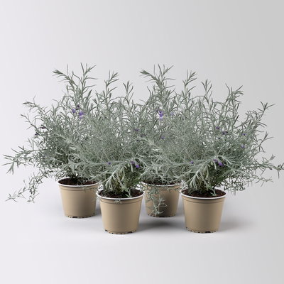 Emustrauch, lila, Topf-Ø 14 cm, 4 Pflanzen Emustrauch, lila, Topf-Ø 14 cm, 4 Pflanzen