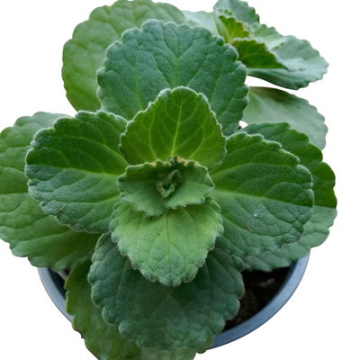 Verpiss-Dich-Katze' blau, Topf-Ø 12 cm, 6er-Set