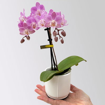 Mini-Phalaenopsis mit Keramiktopf, rosa/lila, Topf-Ø 7 cm, 2 Pflanzen Mini-Phalaenopsis mit Keramiktopf, rosa/lila, Topf-Ø 7 cm, 2 Pflanzen