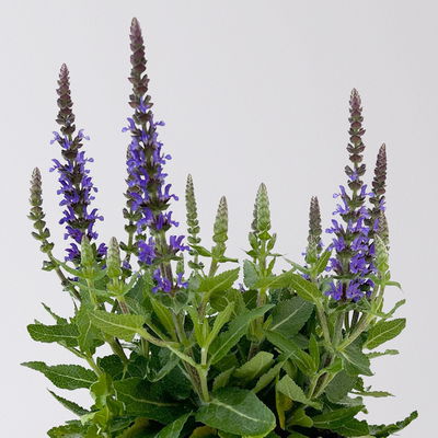 Steppensalbei  'Sensation Deep Blue®' blau, Topf-Ø 12 cm, 6er-Set