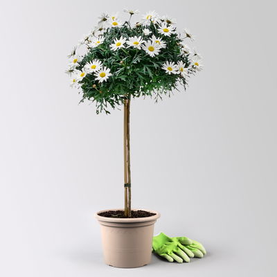 Margerite 'Stella', weiß, Stamm, Topf-Ø 25 cm Margerite 'Stella', weiß, Stamm, Topf-Ø 25 cm