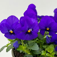 Hornveilchen, Farben zufällig Topf-Ø 12 cm, 6 Pflanzen