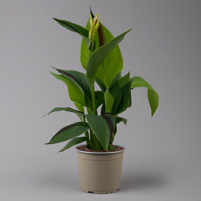 Canna 'Cleopatra', gelb-rot, Topf-Ø 17 cm, 2 Pflanzen Canna 'Cleopatra', gelb-rot, Topf-Ø 17 cm, 2 Pflanzen