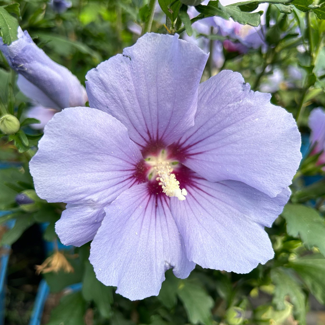 Garten-Hibiskus 'Marina', violettblau, 40 - 60cm hoch, Topf 5 l
