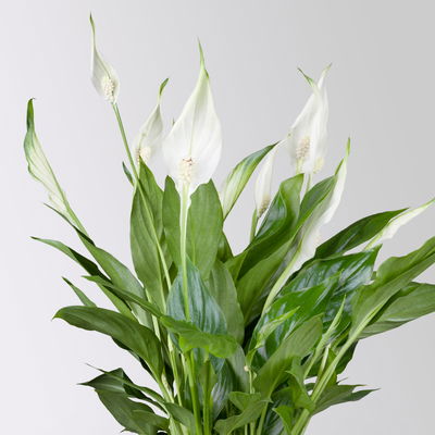 Einblatt 'Bellini', weiß, Topf-Ø 13 cm, in Übertopf Vibes gelb, 2 Pflanzen Einblatt 'Bellini', weiß, Topf-Ø 13 cm, in Übertopf Vibes gelb, 2 Pflanzen