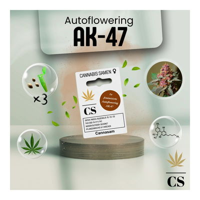Cannabis Saatgut Hanf 'Autoflowering AK 47'