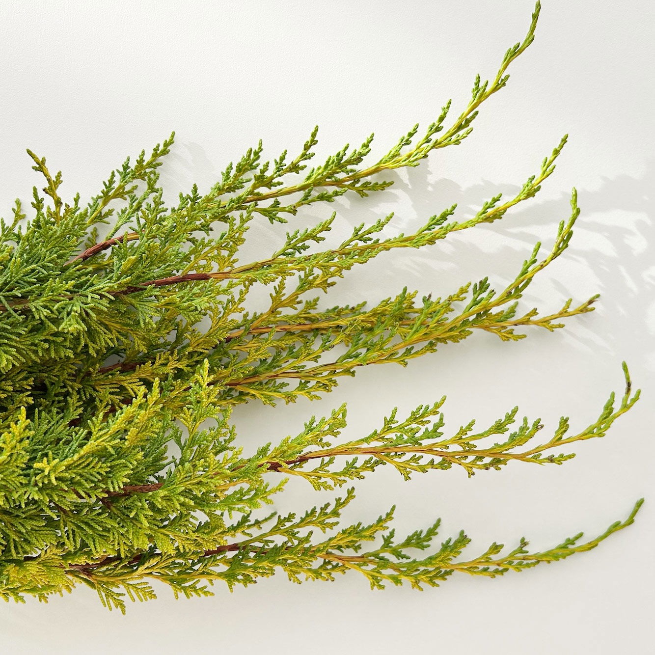 Wacholder 'Aurea' im Handbund, gelb, 3 Bund