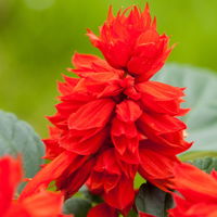 Ziersalbei rot, Topf-Ø 12 cm, 6er-Set